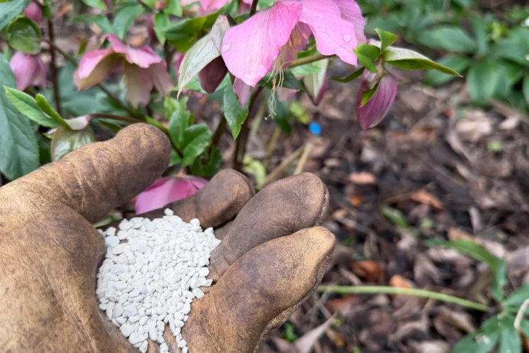 Sulphate of Potash