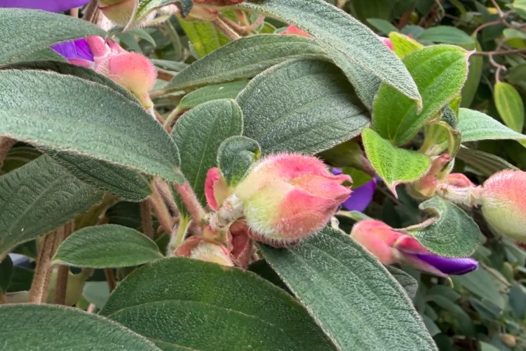 Tibouchina Flower Buds