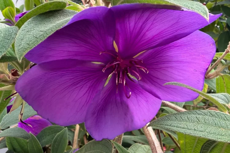 Tibouchina Flower Detail