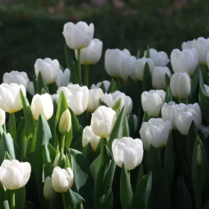 Tulip Bulbs In Flower