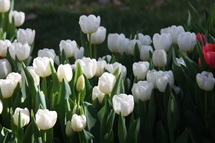 Tulip Bulbs In Flower