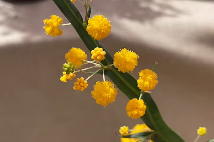 Acacia applanata - Golden Grass Wattle
