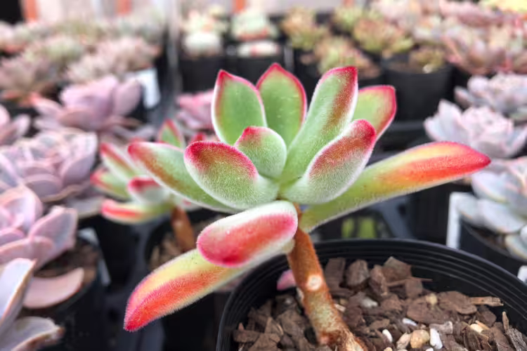 Echeveria pulvinata 'Ruby'
