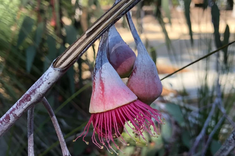 Eucalyptus caesia - Silver Princess Gum
