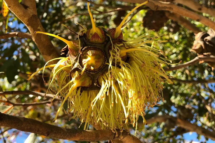 Eucalyptus conferruminata -Bald Island Marlock