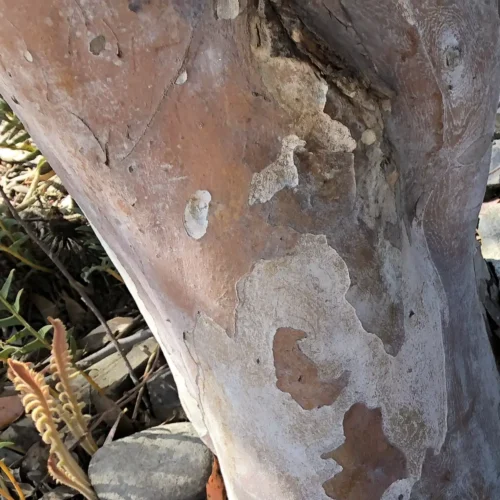 Eucalyptus conferruminata bark