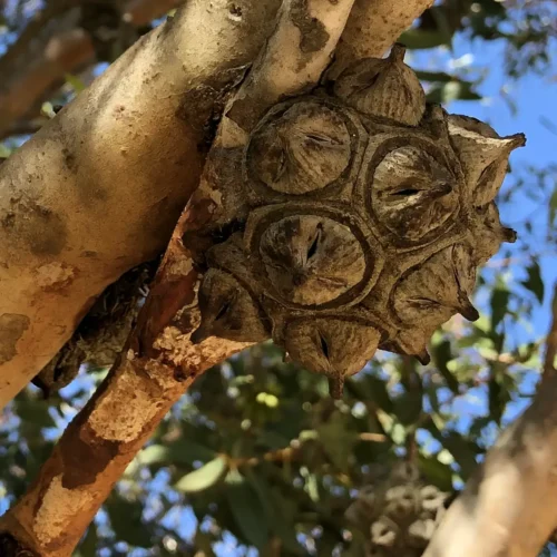 Eucalyptus conferruminata seed pod
