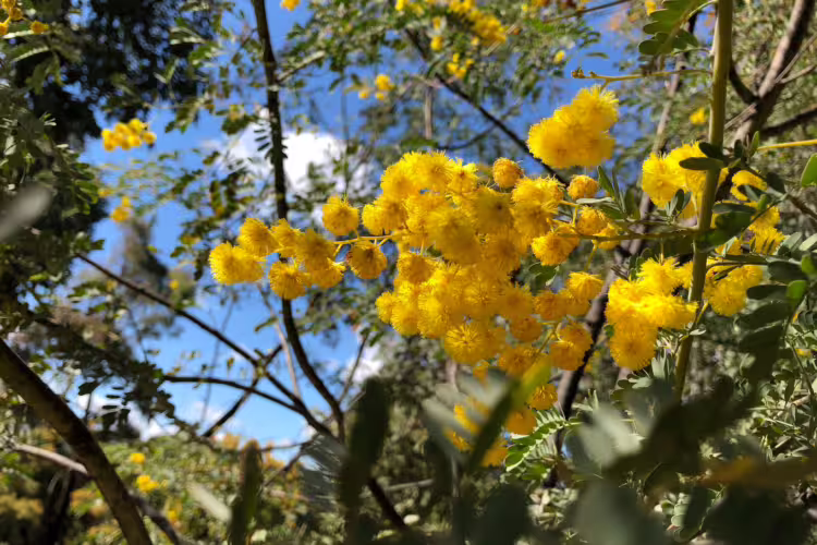 Acacia spectabilis - Mudgee Wattle