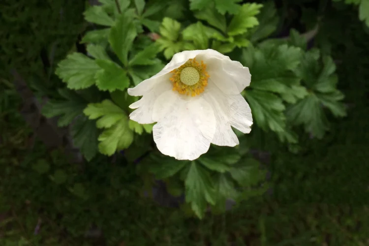 Anemone sylvestris - Snowdrop Anemone