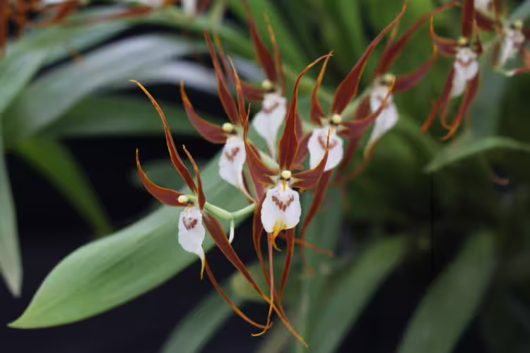 Brassia orchids -Species and Care