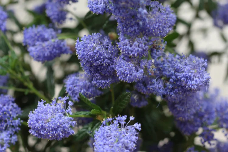 Ceanothus - The California Lilac