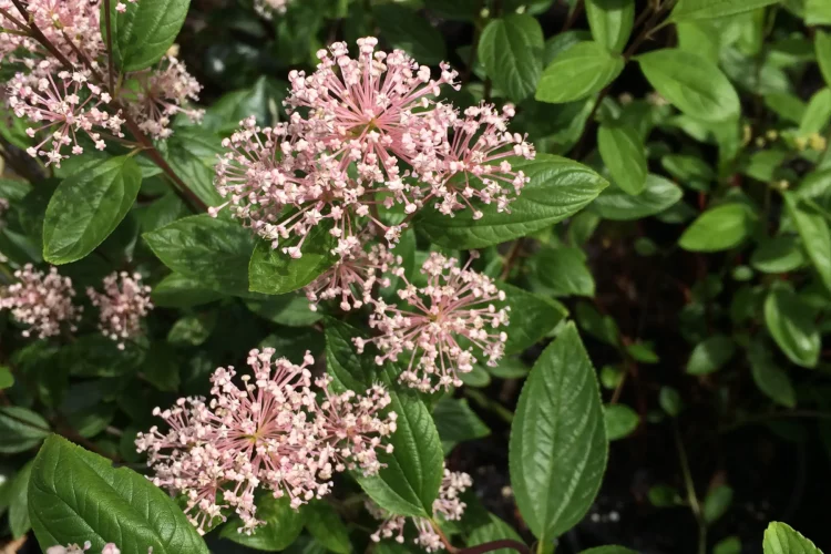 Ceanothus x pallidus Perle Rose