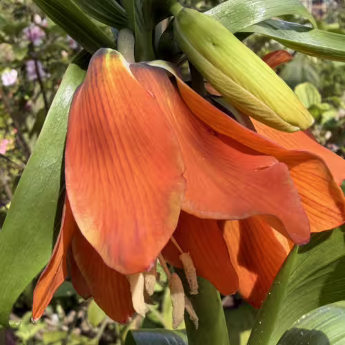 F.Imperialis Flower 