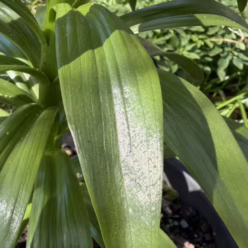F.Imperialis Foliage