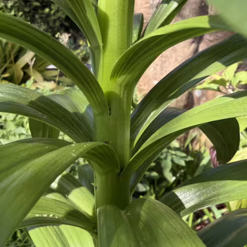 F.Imperialis Stem