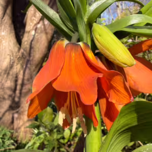 Fritillaria Imperialis in flower