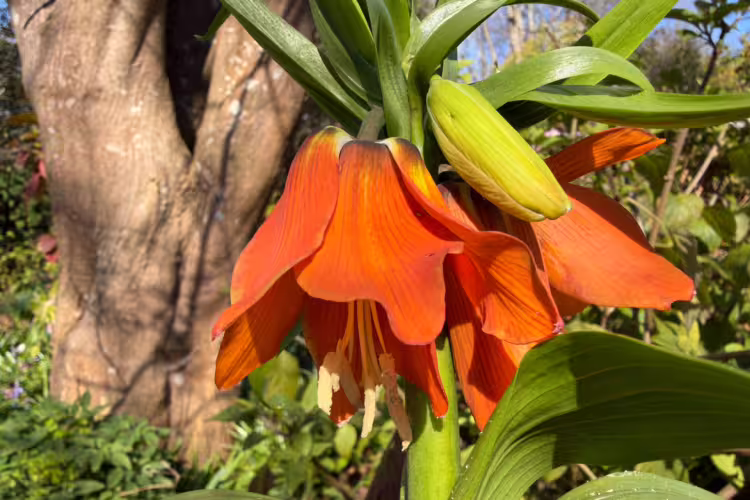 Fritillaria Imperialis in flower