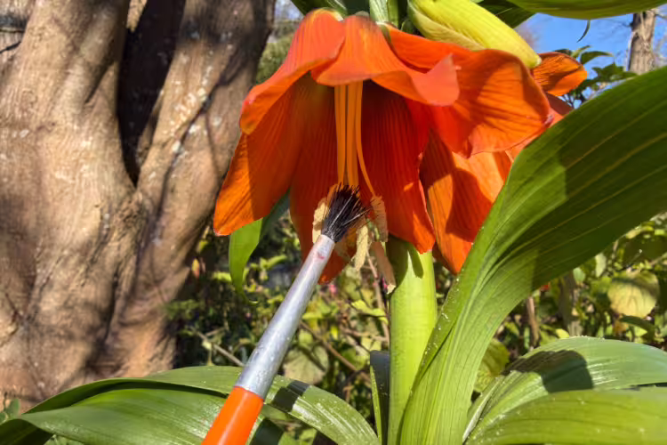 Hanf Pollinating Fritillaria Imperialis