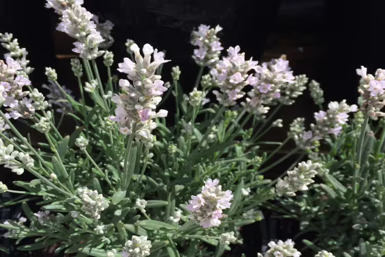White Lavender Lavandula angustifolia 'Alba'