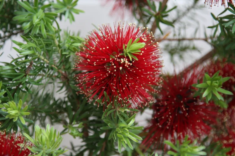 Kunzea baxteri - Crimson Kunzea