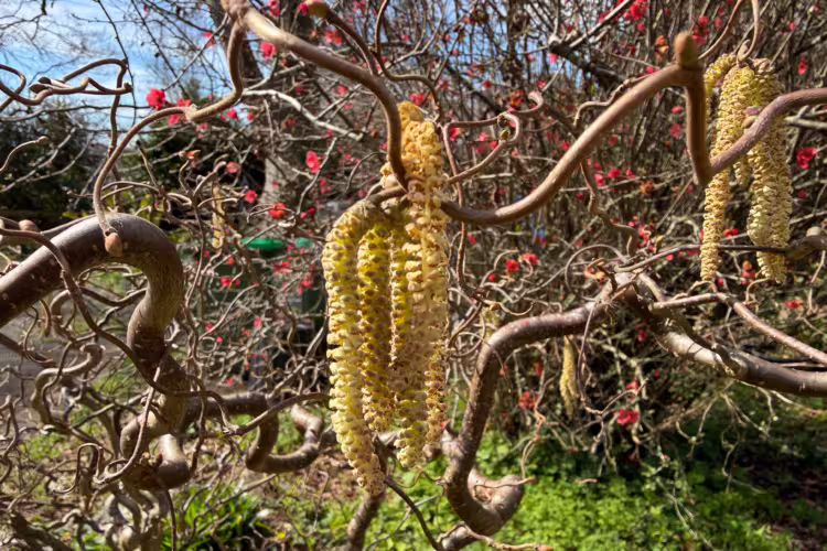 Corylus avellana 'Contorta' - Yellow Catkins