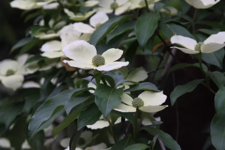 Cornus capitata - Evergreen Dogwood