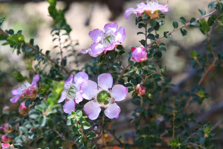 Leptospermum scoparium - Manuka Honey Plant