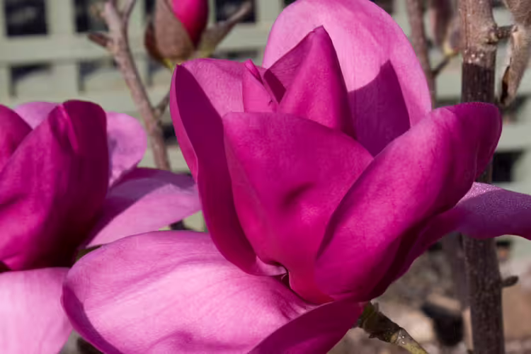 Magnolia Royal Purple