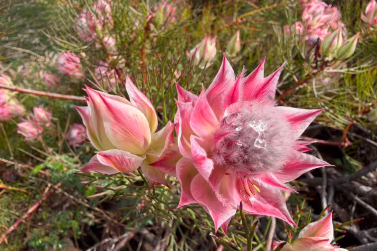 Serruria Pretty n Pink