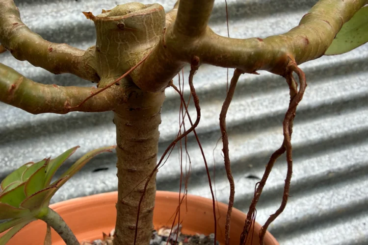 Adventitious roots on Aeonium arboreum