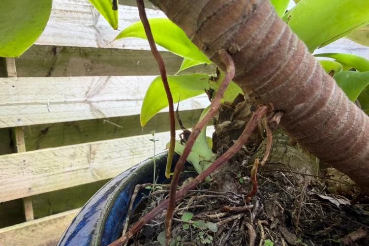 Adventitious roots on Agave attenuata