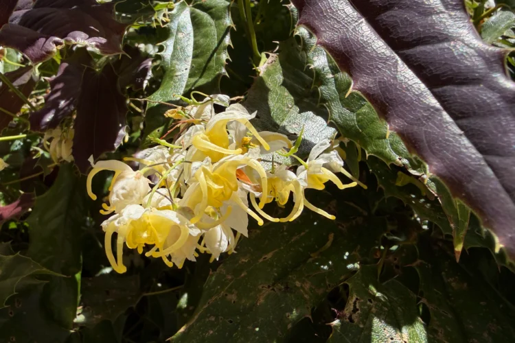 Epimedium wushanense 'Sandy Claws' - Flowers and New Foliage