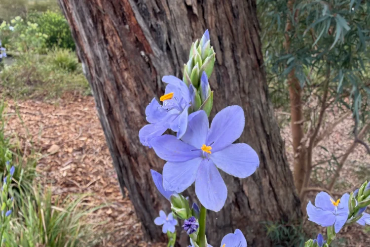 Orthrosanthus multiflorus (Morning Flag) flowering in a garden landscape