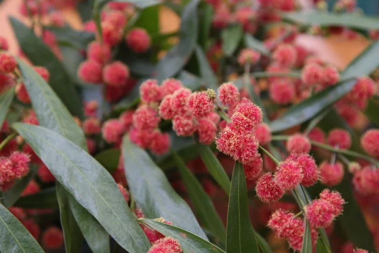 Unique bright red flowers of the Acacia leprosa Scarlet Blaze wattle plant.