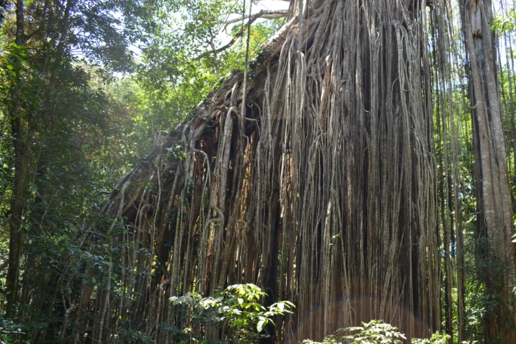 The magnificent Curtain Fig demonstrates the extraordinary potential of adventitious roots, which can grow from branches, descend to the ground and develop into substantial supporting roots