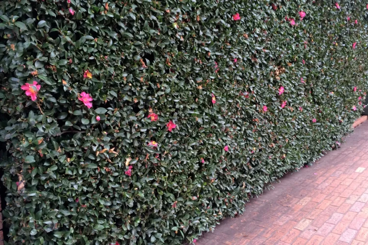 Camellia Used as a Flowering Hedging Plants