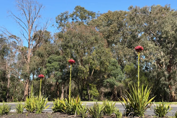 Gymea Lily in Roadside Planting - Doryanthes excelsa
