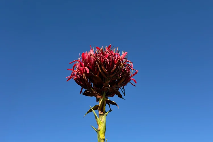 Gymea Lily Flower - Doryanthes excelsa