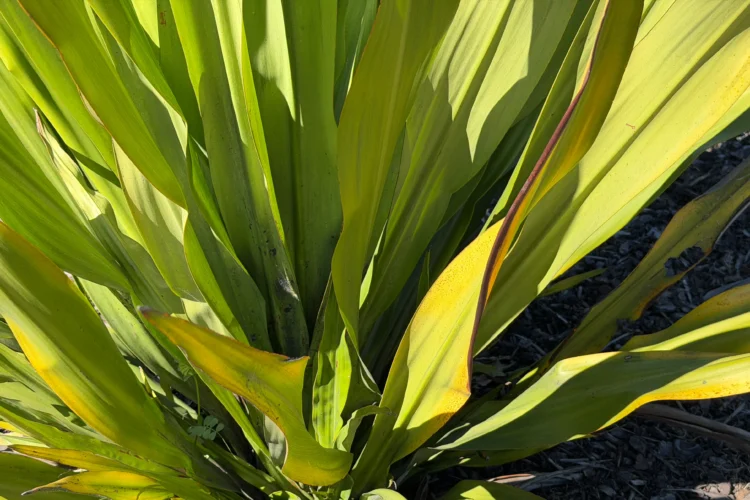 Gymea Lily Foliage - Doryanthes excelsa