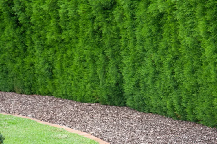 Hedging Plants For privacy and Garden Design