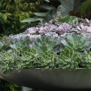 Succulent Plants Container Grown