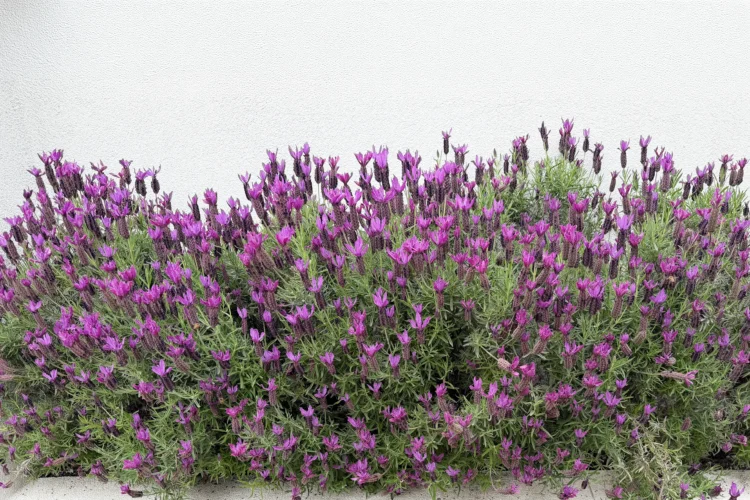 Flowering Hedge - Lavender
